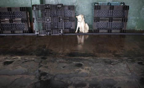 (VIDEO) SVE ZA OLIMPIJADU:Južna Koreja zatvara pijacu psećeg mesa zbog kandidature
