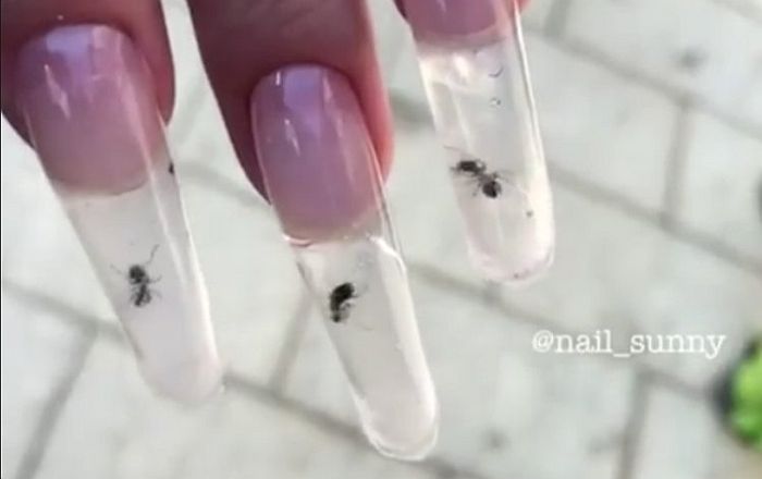 VIDEO: Snimak mrava zarobljenih u veštačkim noktima izazvao bes korisnika interneta