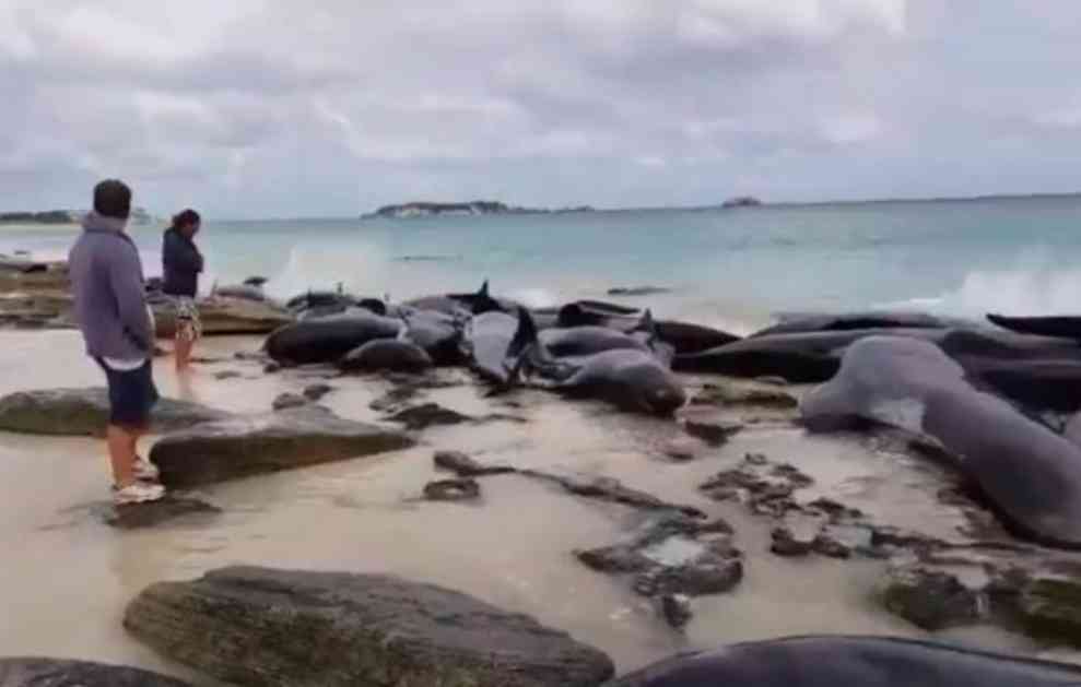 (VIDEO) TRAGEDIJA! Više od 150 kitova nasukano u zapadnoj Australiji, SAMO 15 JE JOŠ ŽIVO!