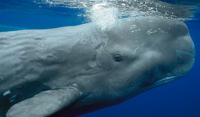 VIDEO: Tri kita od 12 metara viđena u Jadranskom moru