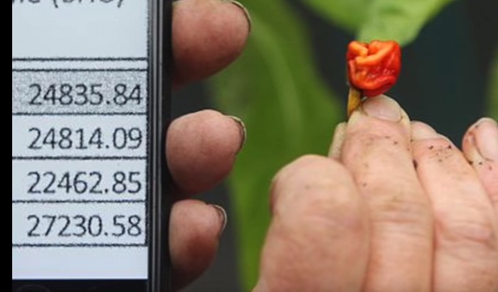 VIDEO: Tvrdi da pravi ljute papričice koje ubijaju