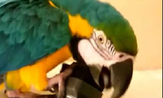 VIDEO: Upoznajte papagaja sa veoma neobičnom opsesijom