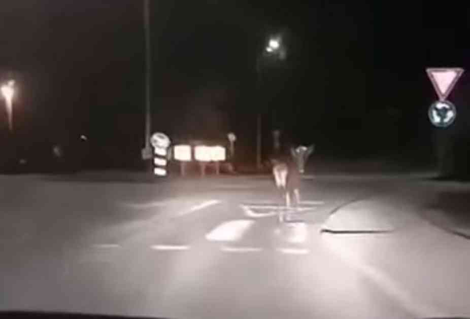 (VIDEO) ZALUTAO NA KRUŽNI TOK: Jelen iznenadio vozače u Ogulinu