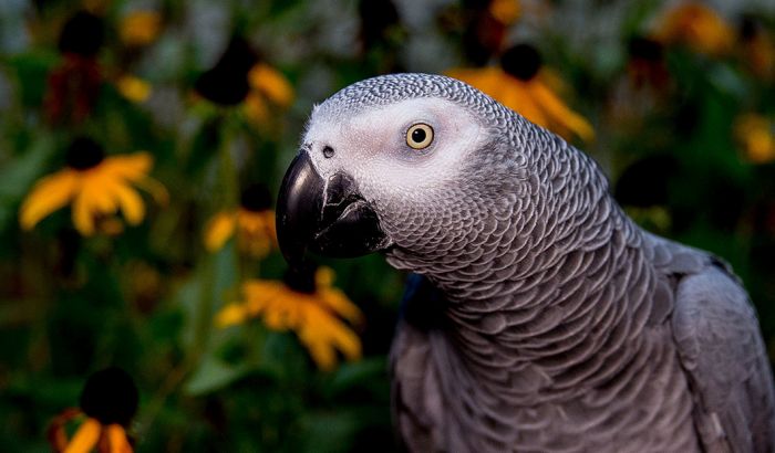 VIDEO: Zabranjena trgovina sivim afričkim papagajima 