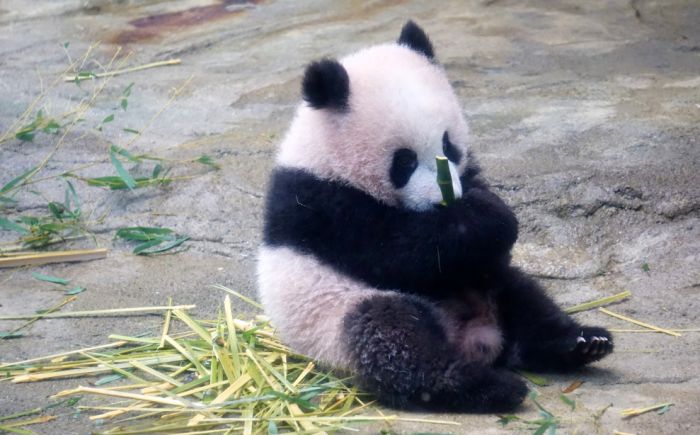 VIDEO: Zoo vrt u Tokiju produžio dnevne posete pandi