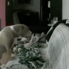 VIŠE NEĆETE OSTAVLJATI SVOG LJUBIMCA SAMOG: Pogledajte šta je OVAJ pas radio dok je vlasnik bio na poslu (VIDEO)