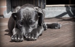
					VOICE: Prijava protiv direktorke Uprave za veterinu zbog registracije nelegalnog prihvatilišta za pse 
					
									
