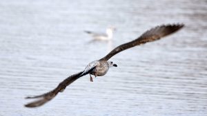 VOICE: Zbog uništavanja pašnjaka u Vojvodini preti nestanak zaštićenih vrsta ptica