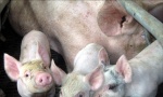 Vakcina još koči izvoz svinjetine