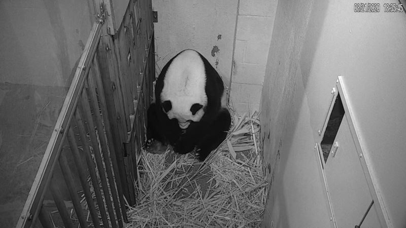 Vašington: Rodila se beba panda