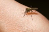 Već naredne nedelje znatno manje komaraca