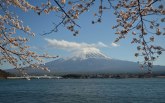 Veličanstvena planina Fuđi: Dok cveta japanska trešnja