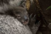 Velika Britanija i životinje: Prvo mladunče južne koale rođeno u Evropi