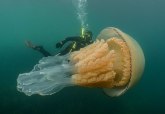 Velika ko čovek: Džinovska meduza primećena u britanskim vodama