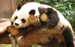 
					Velike pande više nisu ugrožena vrsta, sada su - ranjiva 
					
									