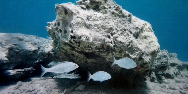 Veliki koralni greben spasavaju probitoci iz jogurta