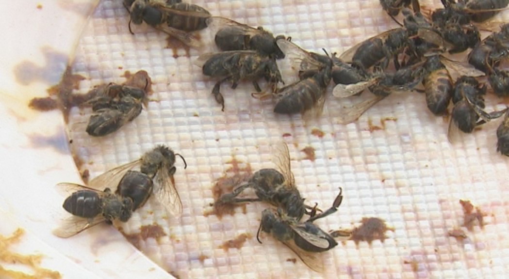Veliki pomor pčela u Kikindi