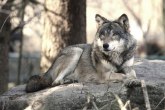 Veliki problem EU: Vraćaju se vukovi
