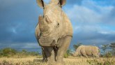 Veštačka oplodnja: spas za severne bele nosoroge