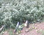 Vetar uništio voće kod Leskovca, za 20 minuta nestao dugogodišnji rad (VIDEO)