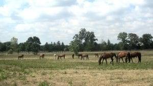 Veterinarska inspekcija: Nismo bili obavešteni o oduzimanju konja u romskom naselju
