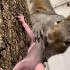 Veverica je mislila da je izgubila svoje mladunce - pogledajte njenu reakciju kada ih je ponovo ugledala! (VIDEO)
