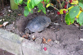 Vezali kornjaču, pa otišli na odmor (FOTO)