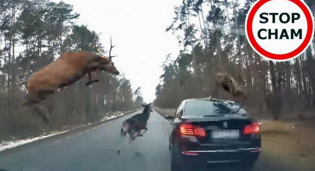 Video: Pogledajte kako je završio bliski susret BMW-a i grupe jelena