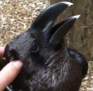 Video-snimak zbunio mnoge: Da li je ovo zec ili ptica? VIDEO