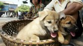 Vijetnam traži od stanovnika Hanoja da ne jedu pseće meso
