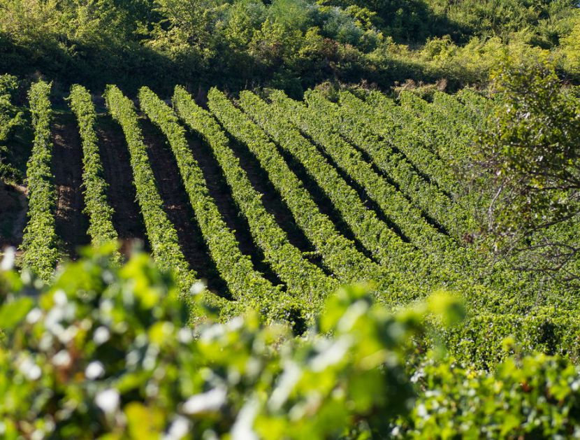 Vinarska podrumi Vlasotince u stečaju ponuđeni za 41,4 miliona RSD