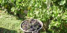 Vinogradarstvo neiskorišćena mogućnost Srbije