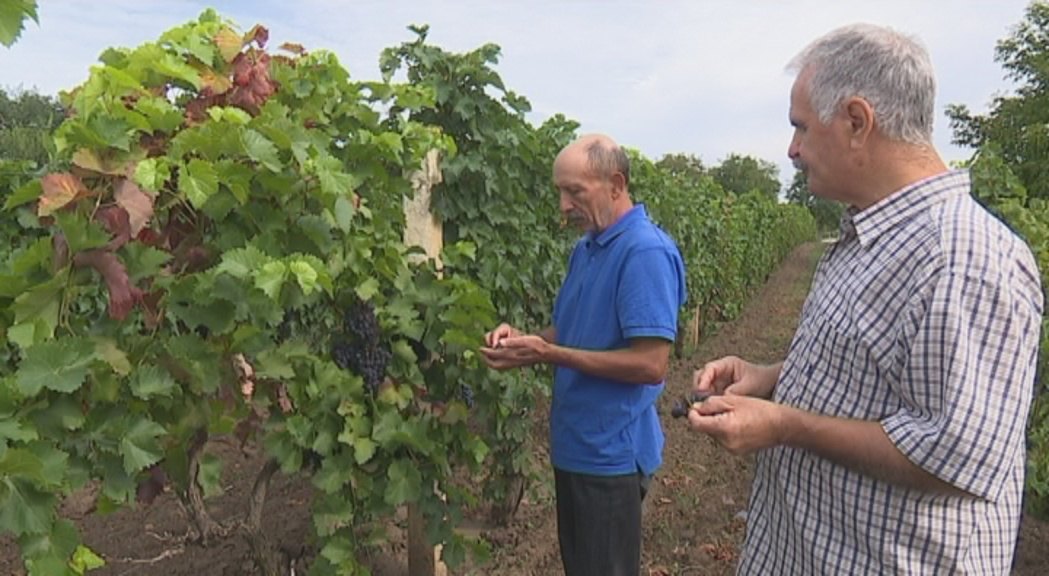 Vinogradi u Iđošu obećavaju dobro vino