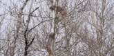 Viralni hit: Snimljena borba risova na drvetu pred parenje