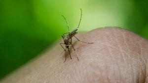 Virus Zapadnog Nila registrovan kod komaraca u nekoliko opština i gradova u Srbiji