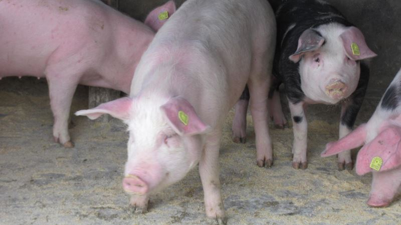Virus afričke svinjske kuge u Srbiji