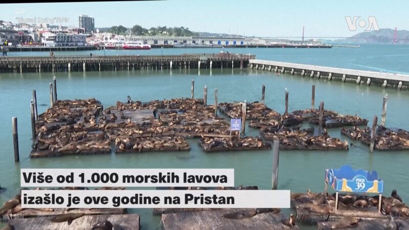 Više od 1.000 morskih lavova na pristaništu u San Francisku