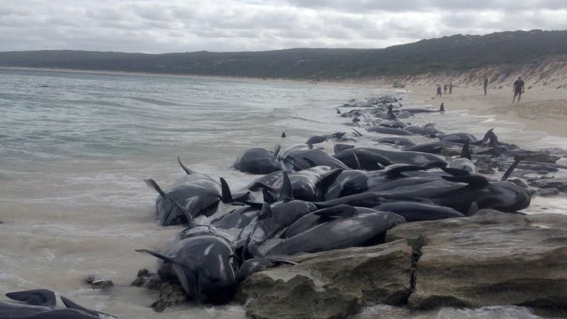 Više od 150 kitova nasukalo se na obali Australije
