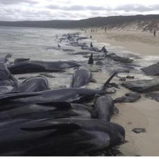 Više od 150 kitova se nasukalo u zapadnoj Australiji (VIDEO) 