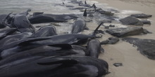 Više od 150 kitova se nasukalo u zapadnoj Australiji