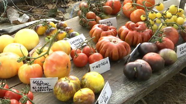 Više od stotinu vrsta paradajza u ćuprijskoj bašti   