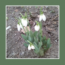 Visibaba (Galanthus), 3. februar 2020.