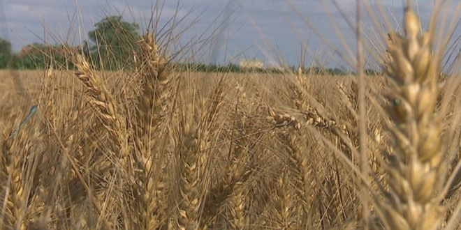 Visoka temperatura ne pogoduje pšenici