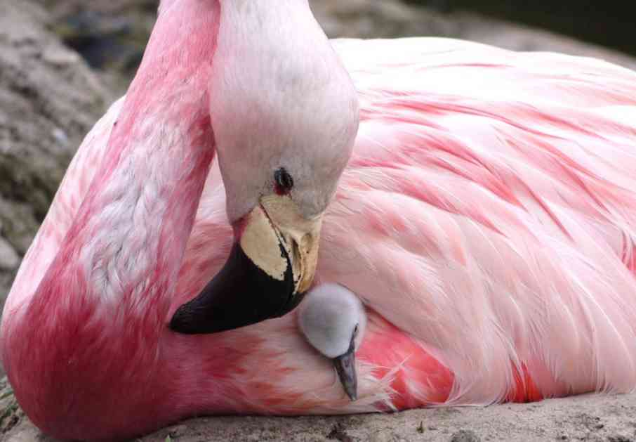 Visoke temperature pomogle flamingosima da snesu jaja