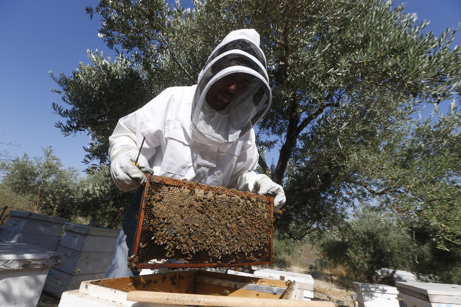 Visoki sud EU potvrdio zabranu tri insekticida- zbog pčela