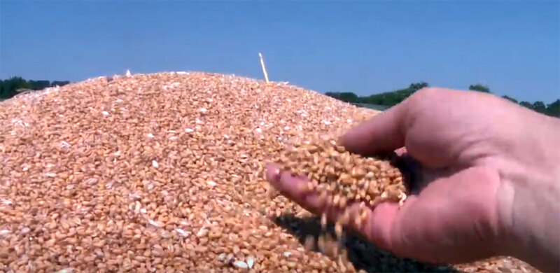 Vlada kupuje dodatnih 90.000 tona pšenice, izdvaja 3,6 milijardi dinara