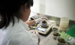 Vlada odobrila uzgajanje narkotika u medicinske svrhe