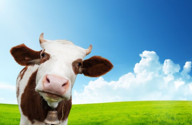 Vlasti reagovale na bizaran internet izazov: Prestanite da ljubite krave u usta!