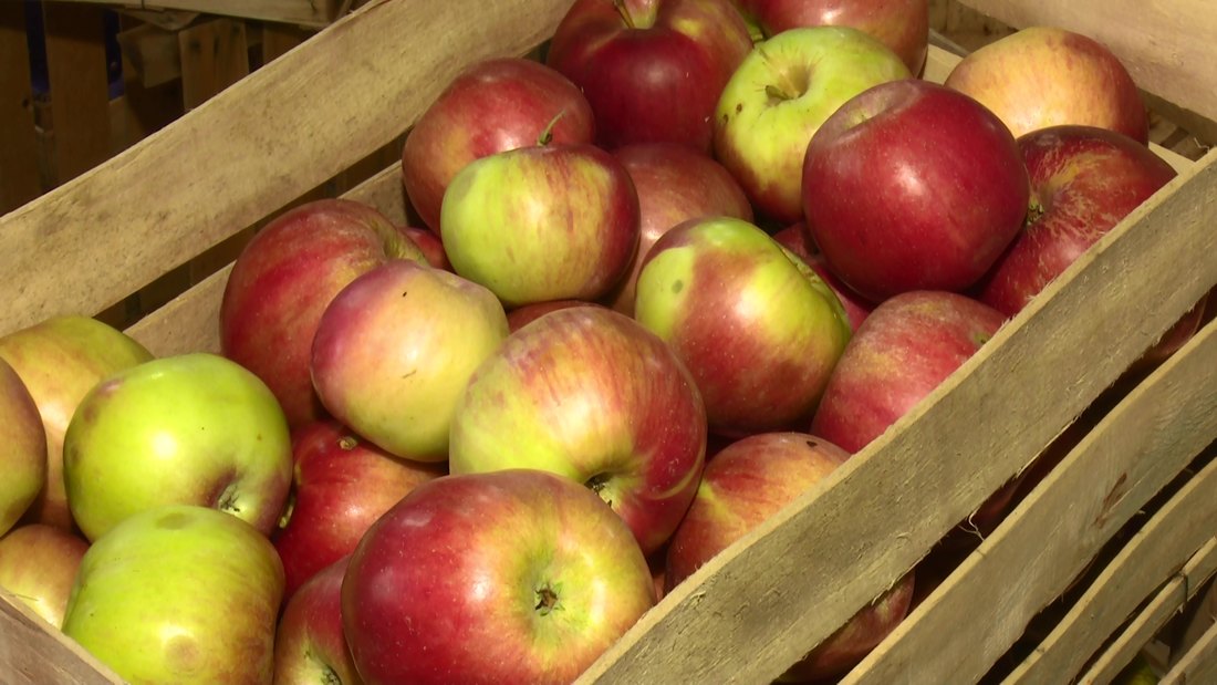 Voćari iz Hajdukova se raduju tuđem izvozu jabuka u Indiju