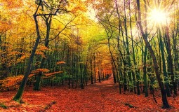 
					Vojvodinašume: Podižemo nove šume, ali je za Vojvodinu i to malo 
					
									